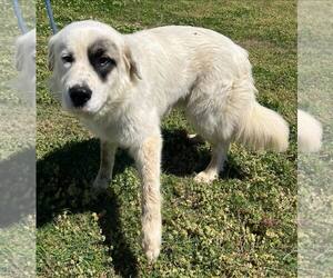 Great Pyrenees Dogs for adoption in Pryor, OK, USA