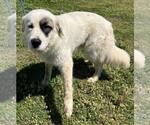 Small Great Pyrenees