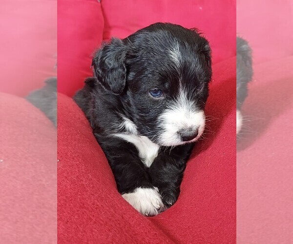 Medium Photo #2 Aussiedoodle Puppy For Sale in CHILLICOTHE, OH, USA