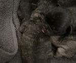 Small #1 Pug