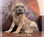 Small #1 Cane Corso