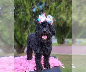 Goldendoodle Puppy for sale in KISSIMMEE, FL, USA