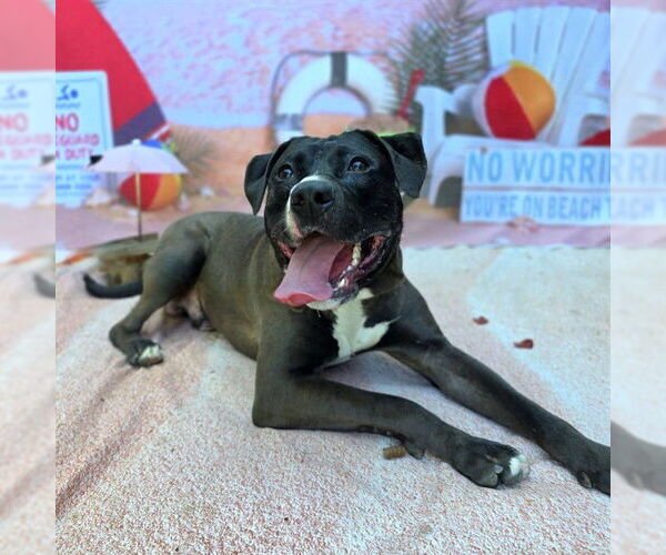 Medium Photo #2 American Pit Bull Terrier Puppy For Sale in Long Beach, CA, USA