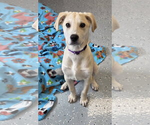 Labrador Retriever-Unknown Mix Dogs for adoption in Greenville, IL, USA