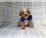 Small #7 Cavapoo