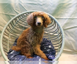 Poodle (Miniature) Puppy for Sale in PATERSON, New Jersey USA