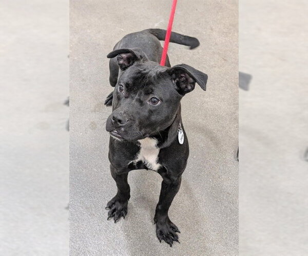 Medium Photo #1 Mutt Puppy For Sale in Forestville, MD, USA
