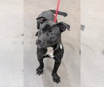 Small Mutt