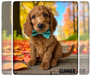 Goldendoodle Puppy for sale in ORANGE PARK, FL, USA