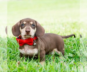 Medium Dachshund