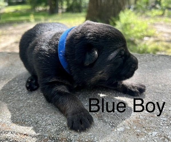 Medium Photo #7 German Shepherd Dog Puppy For Sale in BRANDON, MS, USA