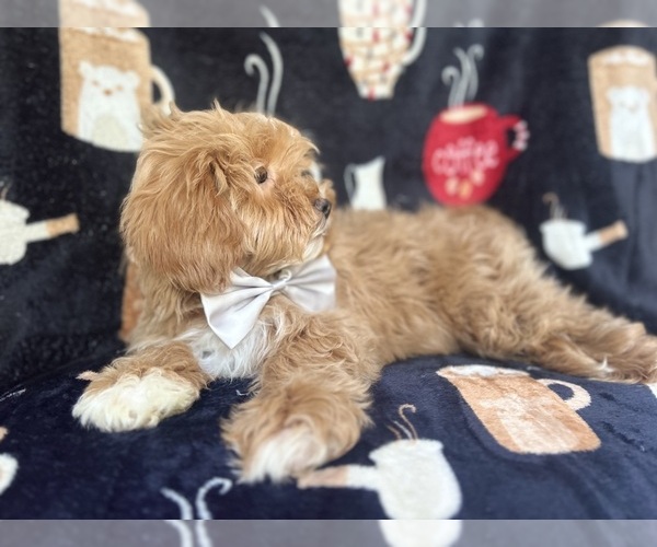 Medium Photo #8 ShihPoo Puppy For Sale in LAKELAND, FL, USA