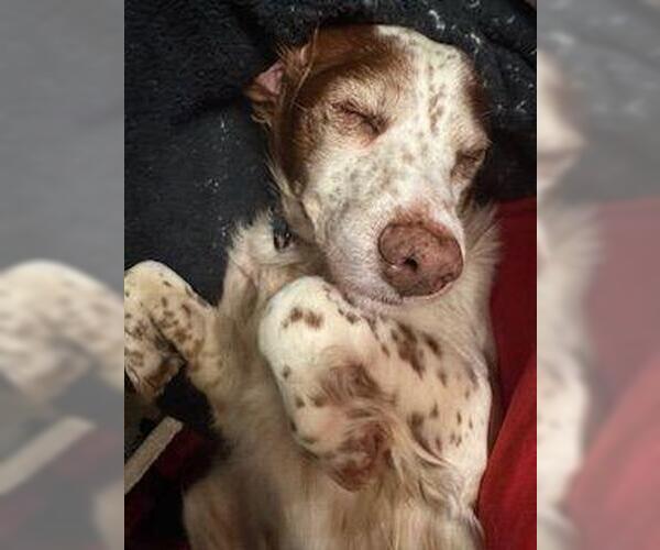 Medium Photo #3 Brittany Puppy For Sale in Curwensville, PA, USA