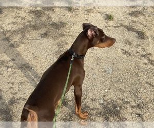 Medium Doberman Pinscher