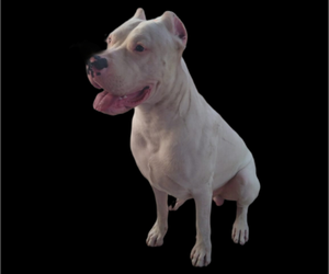 Father of the Dogo Argentino puppies born on 06/02/2022