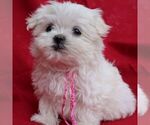 Small Maltese