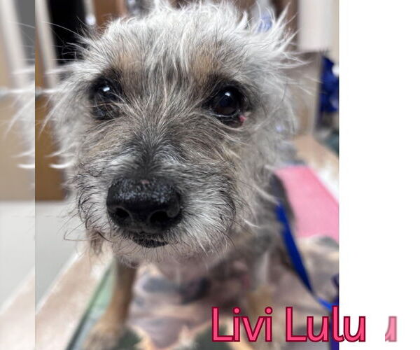 Medium Photo #5 Mutt Puppy For Sale in San Antonio, TX, USA