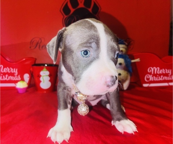 Medium Photo #2 American Pit Bull Terrier Puppy For Sale in TRENTON, NJ, USA