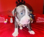 Puppy Puppy 1 American Pit Bull Terrier