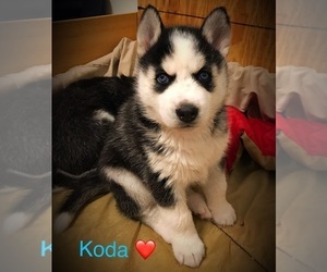 Siberian Husky Puppy for sale in WAVERLY, OH, USA
