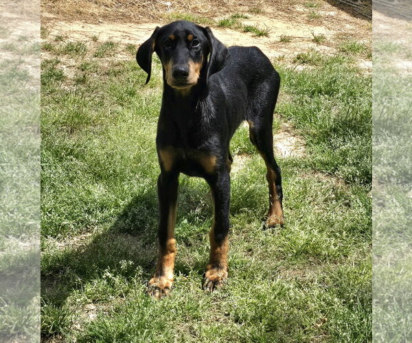 Medium Photo #2 Doberman Pinscher Puppy For Sale in Social Circle, GA, USA