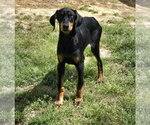 Small #1 Doberman Pinscher