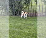 Small #5 Mutt