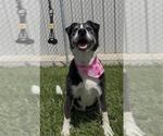 Small #3 Border Collie Mix