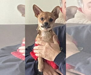 Chihuahua Dogs for adoption in Mount Laurel, NJ, USA