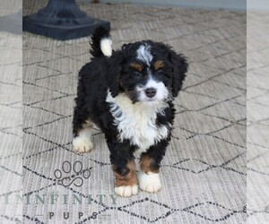 Bernedoodle (Miniature) Puppy for sale in EPHRATA, PA, USA
