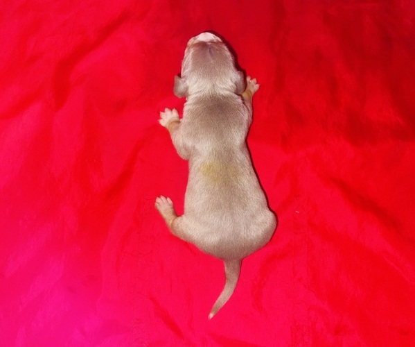 Medium Photo #4 American Bully Puppy For Sale in TRENTON, NJ, USA