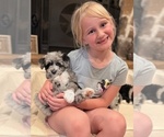 Small #2 Aussiedoodle-Goldendoodle Mix