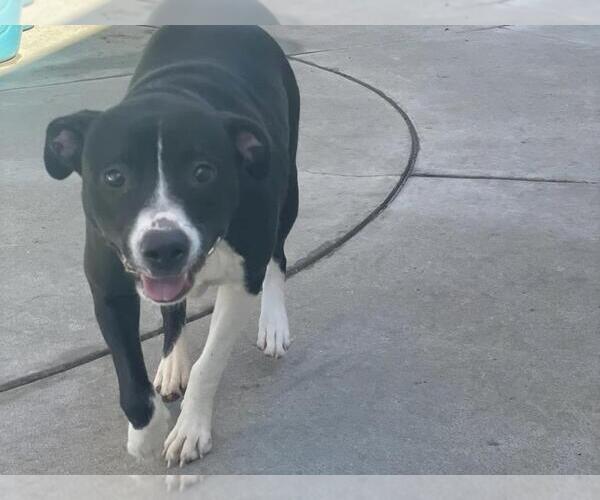 Medium Photo #2 American Pit Bull Terrier-Unknown Mix Puppy For Sale in Martinez, CA, USA