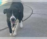 Small #1 American Pit Bull Terrier Mix