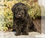 Small Labradoodle