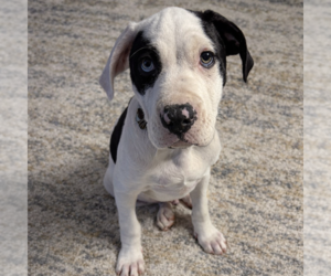 Mutt Dogs for adoption in Fargo, ND, USA