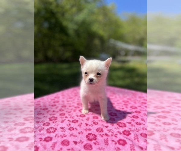 Medium Photo #54 Pomsky Puppy For Sale in DRACUT, MA, USA