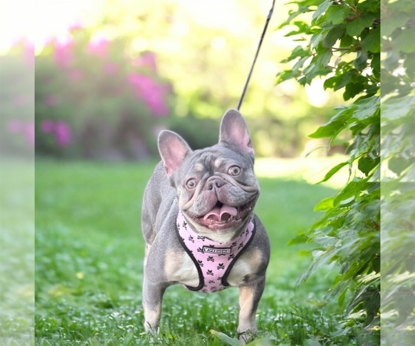 Medium Photo #1 French Bulldog Puppy For Sale in PORT SAINT LUCIE, FL, USA
