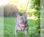 Small Photo #1 French Bulldog Puppy For Sale in PORT SAINT LUCIE, FL, USA