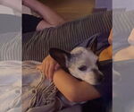 Small #7 Chihuahua