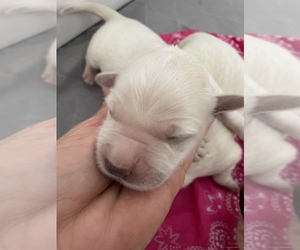 English Cream Golden Retriever Puppy for sale in COULTERVILLE, CA, USA