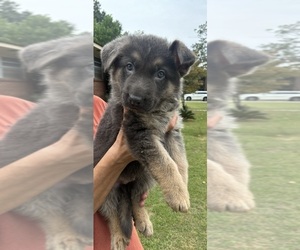 German Shepherd Dog Litter for sale in STATESBORO, GA, USA