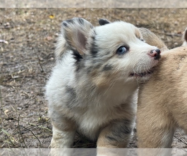 Medium Photo #2 Aussie-Corgi Puppy For Sale in ESPERANCE, NY, USA