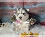 Small Photo #6 Siberian Husky Puppy For Sale in LAWNDALE, NC, USA