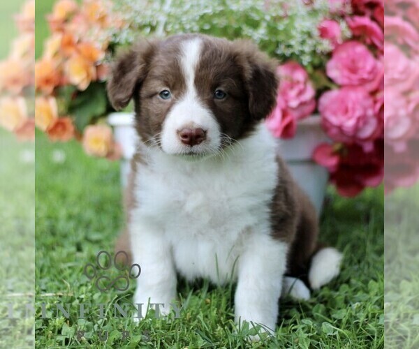 Medium Photo #1 Border Collie Puppy For Sale in QUARRYVILLE, PA, USA