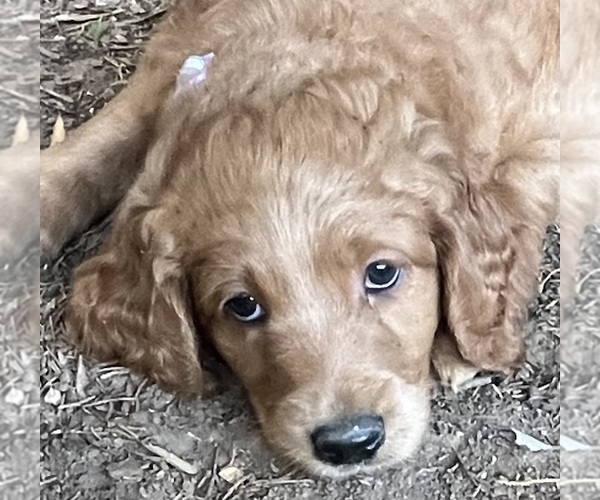 Medium Photo #8 Golden Mountain Doodle  Puppy For Sale in COLUMBIA, MO, USA