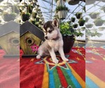 Puppy 1 Alaskan Klee Kai