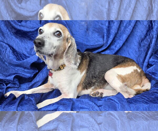 Medium Photo #2 Beagle Puppy For Sale in Cuba, NY, USA