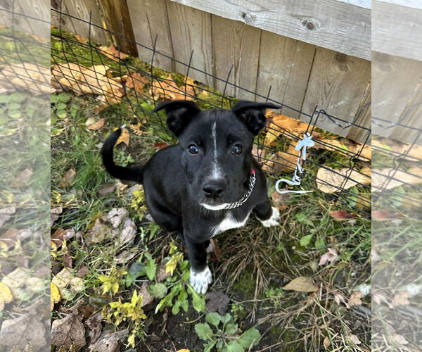 Medium Photo #1 Mutt Puppy For Sale in Shelburne, VT, USA