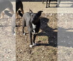 Small #4 Mutt